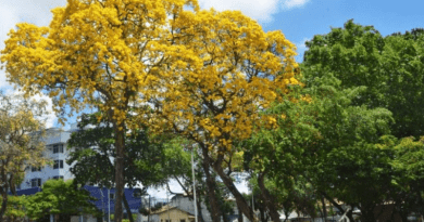 ARAVORES DE JOAO PESSOA