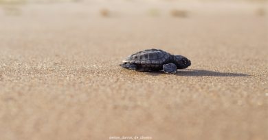 Associação Guajiru registra nascimento de mais de 11 mil tartarugas no litoral da Paraíba