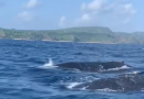 Baleias Jubarte Chegam ao Litoral da Paraíba e Rio Grande do Norte e Público Pode Participar de Expedições: Veja Como e Valores