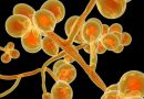 Fungos estão se adaptando ao calor corporal, diz estudo