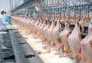 Brasil suspende exportações de carne de aves após caso de Newcastle no RS