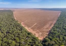 Perda histórica: Brasil teve um terço dos bens naturais devastados até 2023