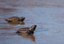 Associação Guajiru realiza minicurso sobre biologia e conservação de tartarugas marinhas