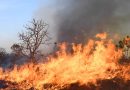 Incêndio de Grandes Proporções Atinge Parque Nacional de Brasília