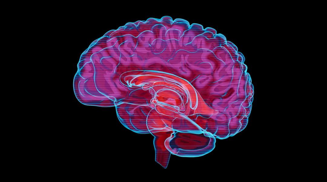 Pesquisadores descobrem mecanismo cerebral que pode eliminar a ansiedade sem afetar a memória