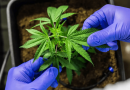 STF Mantém Decisão que Exclui Penas para Porte de Até 40g de Cannabis