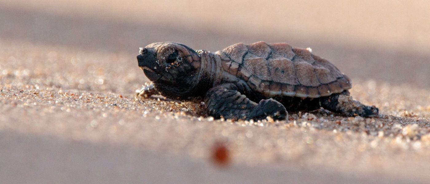 Associação Guajiru completa 23 anos de atuação na conservação das tartarugas marinhas na Paraíba