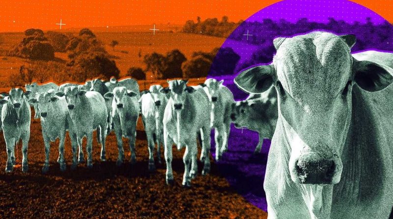 “Supervacas” brasileiras transformam pecuária global com genética de ponta e alcançam status milionário