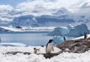 Antártida Surpreende com Crescimento de Gelo: Fenômeno Intriga Cientistas e Alerta para Novas Perspectivas Climáticas