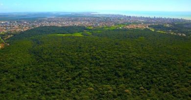 Paraíba reduz desmatamento em 44%, segundo relatório do MapBiomas