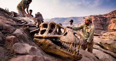Nova espécie de dinossauro carnívoro na Índia revela elo evolutivo entre continentes