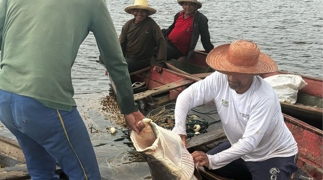 Conflitos pelo Pirarucu na Amazônia: Tese Revela Tensões em Comunidade do Amazonas