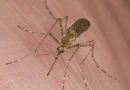 Por que os mosquitos picam mais umas pessoas que outras?