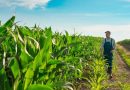 Agricultura Americana Enfrenta Crise com Redução de Exportações para a China