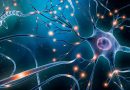 Descobertos neurônios capazes de prever eventos futuros