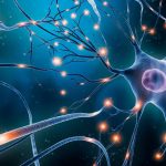 Descobertos neurônios capazes de prever eventos futuros Descobertos neurônios capazes de prever eventos futuros