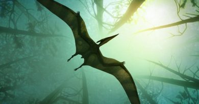 Parceria Científica Brasil China revela algo inédito sobre o Pterosaur chinês Parceria Científica Brasil China revela algo inédito sobre o Pterosaur chinês
