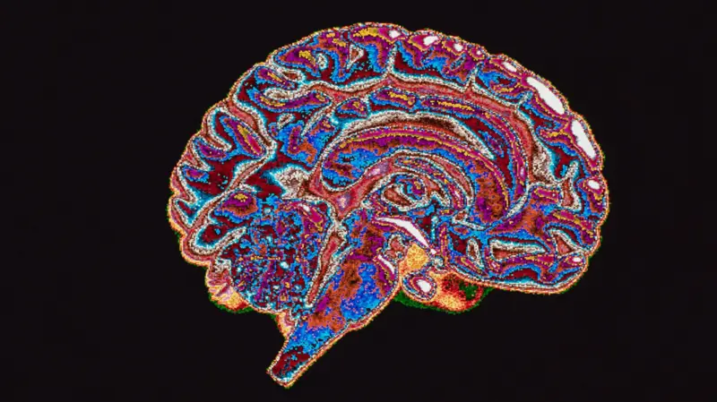 Os Seres Humanos São Inerentemente Corruptos? O Que Diz a Neurociência