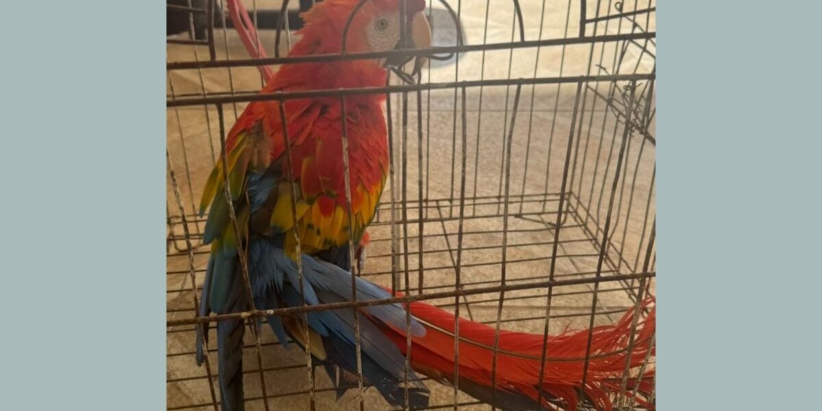 Final feliz: arara-vermelha furtada da Bica é encontrada e volta para casa