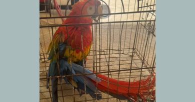 Final feliz: arara-vermelha furtada da Bica é encontrada e volta para casa Final feliz: arara-vermelha furtada da Bica é encontrada e volta para casa