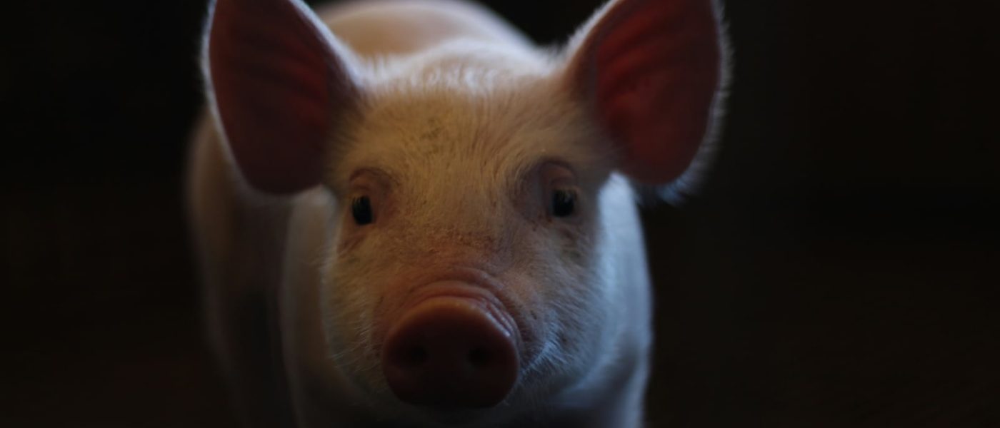 A Ciência Contra o Horror: Como Porcos Ajudam a Localizar Vítimas dos Cartéis no México