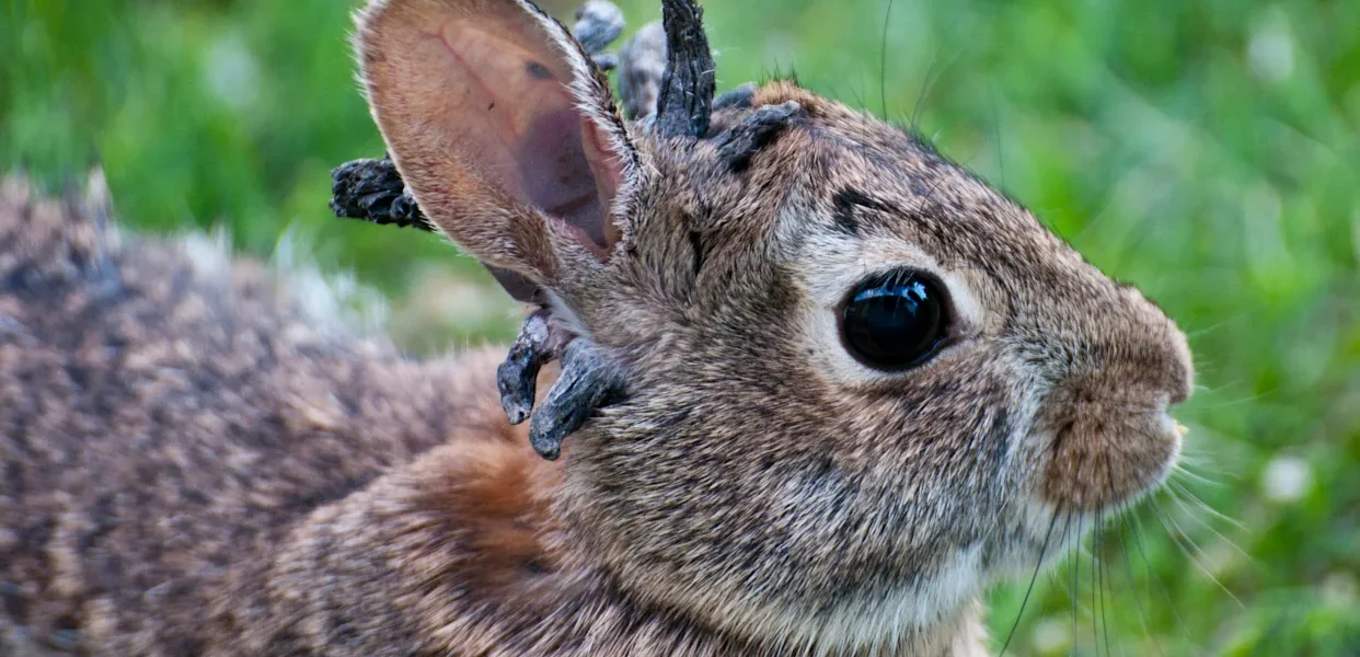Coelhos “Frankenstein” com chifres e tentáculos assustam moradores do Colorado