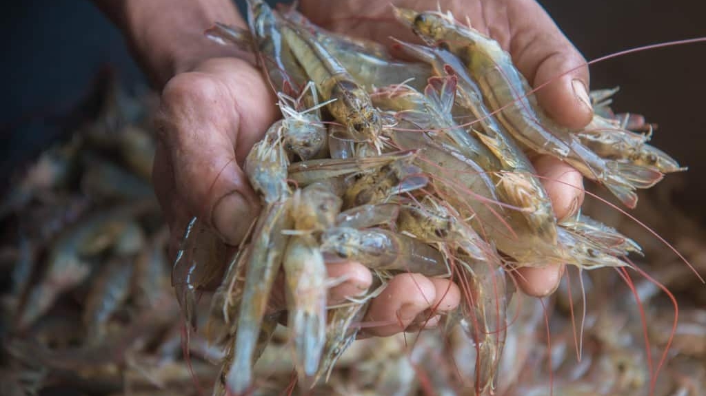 Paraíba se consolida como 3ª maior potência do Brasil na produção de camarão, com faturamento de R$ 183 milhões
