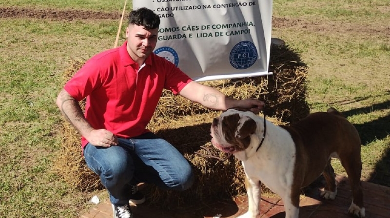 Da Quase Extinção ao Reconhecimento Mundial: Conheça o Buldogue-Campeiro, o Cão Gaúcho que Conquista a Expointer