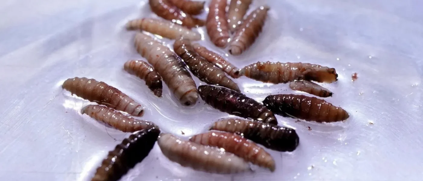 Primeiro caso humano de ‘Verme da Bicheira’ é confirmado nos EUA após surto na América Central