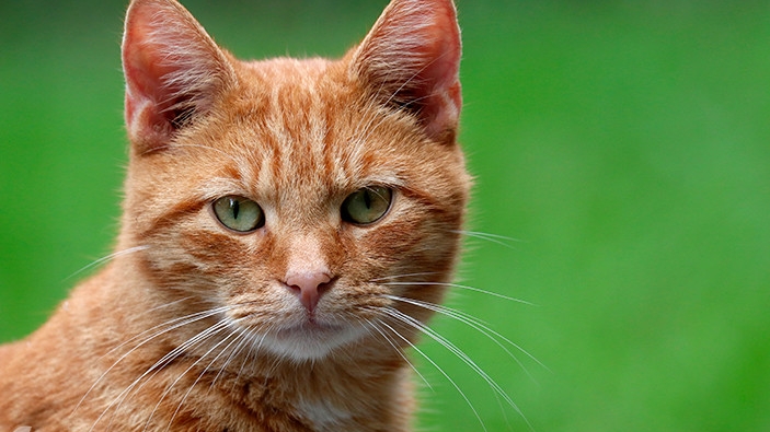 A Invenção do ‘Gato de Apartamento’: Por Que a Vida ao Ar Livre é a Verdadeira Casa dos Felinos?