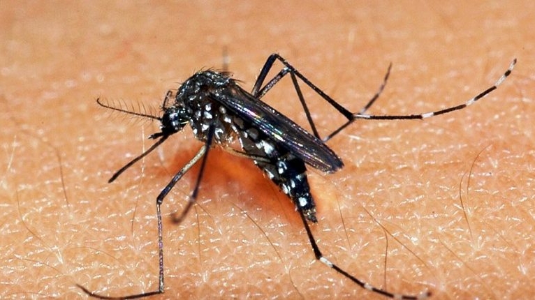Dengue na Paraíba: Casos caem pela metade, mas 6.500 infecções e 6 mortes em 2025 mantêm o alerta ligado
