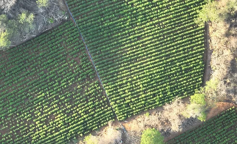 Golpe de R milhões no narcotráfico: PF e PM usam satélites para erradicar mega-plantação de maconha no Sertão da Paraíba