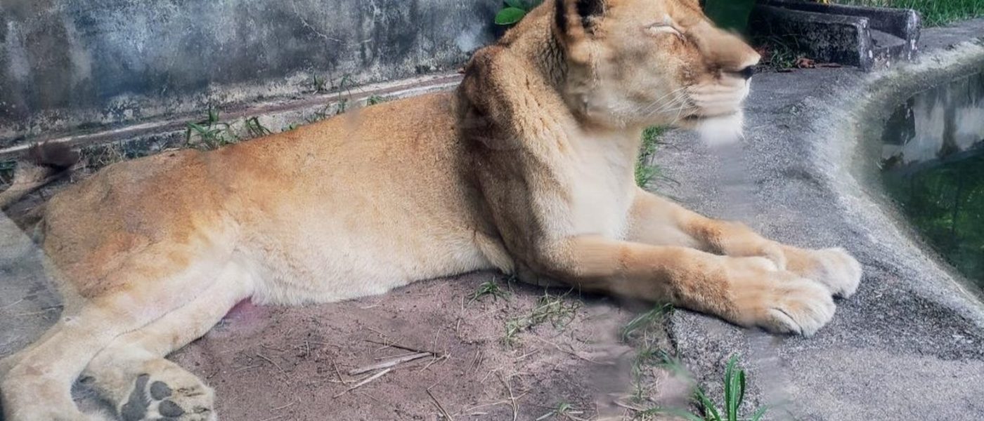 Tragédia na Bica: Homem invade recinto de leoa e morre após ataque no Parque Zoobotânico