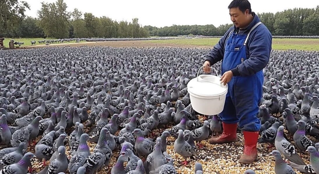 China transforma criação de pombos em gigante agroindustrial com 600 milhões de aves