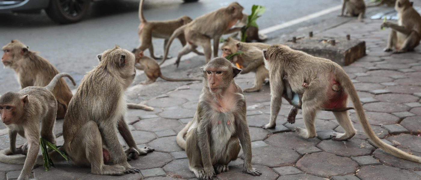 Cidade da Tailândia dominada por macacos vira pesadelo turístico