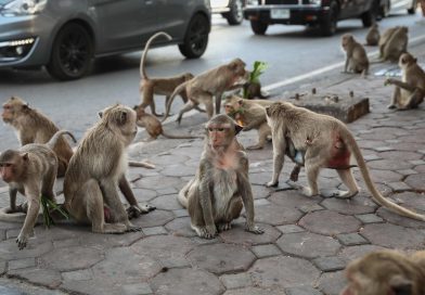 Cidade da Tailândia dominada por macacos vira pesadelo turístico Cidade da Tailândia dominada por macacos vira pesadelo turístico