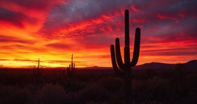 Sertão: Crepúsculo de Cores e Resiliência Sertão: Crepúsculo de Cores e Resiliência