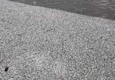 Campina Grande: Açude Velho vira cemitério de peixes; entenda o caso