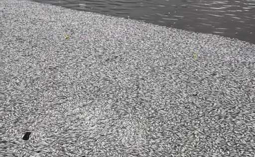 Campina Grande: Açude Velho vira cemitério de peixes; entenda o caso