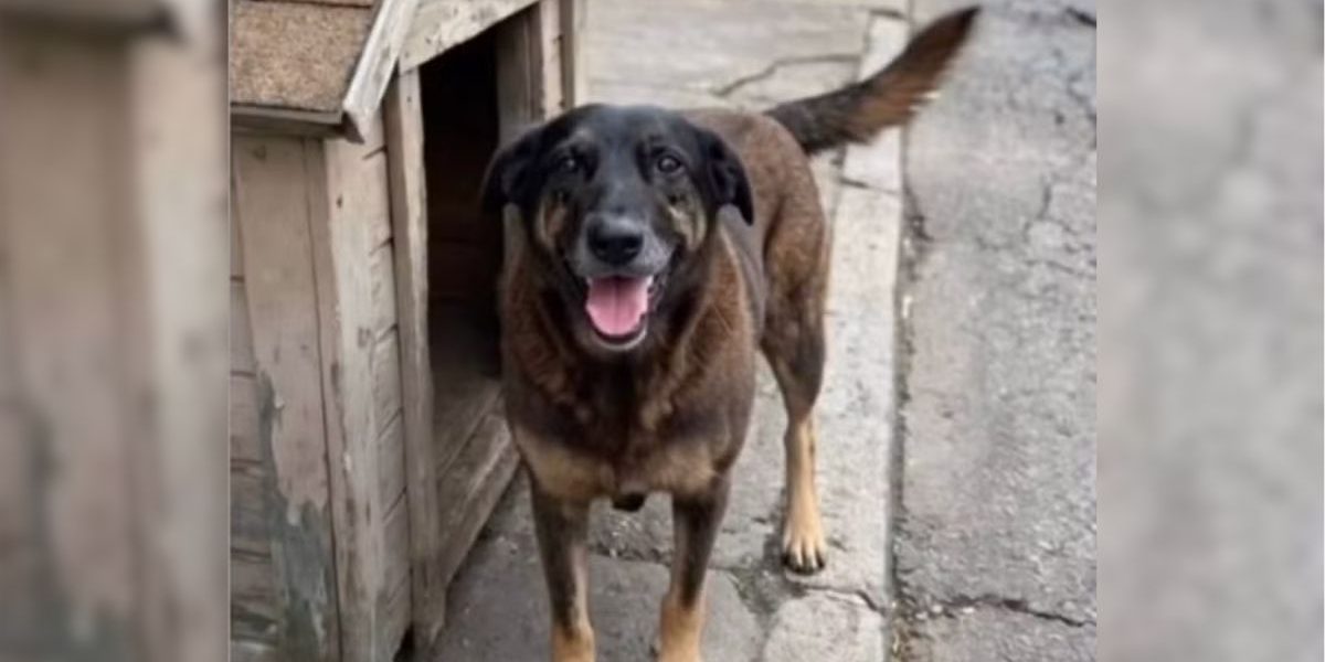 Investigação revela que adolescentes suspeitos de matar cão Orelha tentaram afogar outro animal