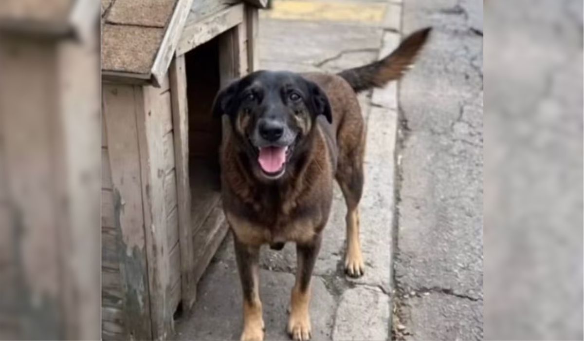 Investigação revela que adolescentes suspeitos de matar cão Orelha tentaram afogar outro animal