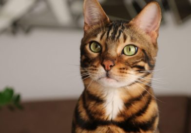 Gatos Decifram Câncer Humano? Estudo Revela Segredos Chocantes Gatos Decifram Câncer Humano? Estudo Revela Segredos Chocantes