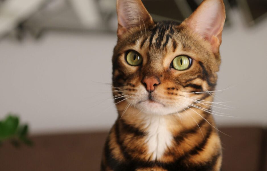 Gatos Decifram Câncer Humano? Estudo Revela Segredos Chocantes