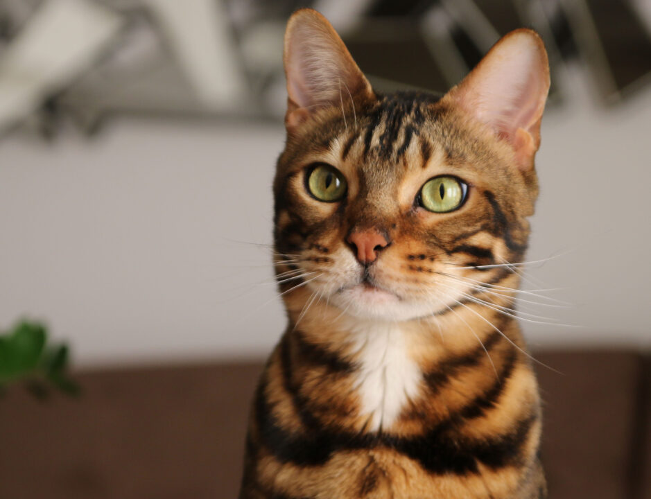 Gatos Decifram Câncer Humano? Estudo Revela Segredos Chocantes