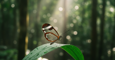 Asa de vidro: a borboleta resistente que esconde truques de força e defesa