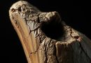 Neandertais: Primeiros Dentistas da Pedra com Tratamento de Cárie Neandertais: Primeiros Dentistas da Pedra com Tratamento de Cárie